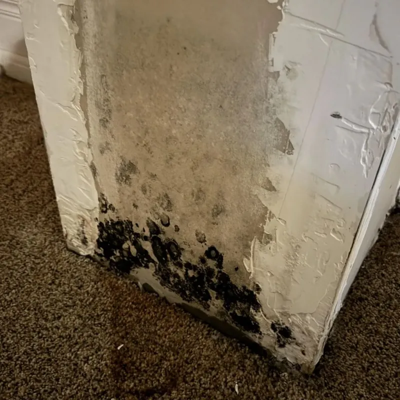 Professional Mold Removal in Indianola, MS